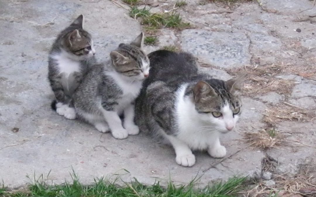 SEGUNDA CAMPANHA DE ESTERILIZAÇÃO, VACINAÇÃO ANTIRRÁBICA E IDENTIFICAÇÃO ELETRÓNICA DE ANIMAIS ABANDONADOS E ERRANTES PROVENIENTES DOS MUNICÍPIOS CONTA JÁ COM CERCA DE 2.000 ESTERELIZAÇÕES