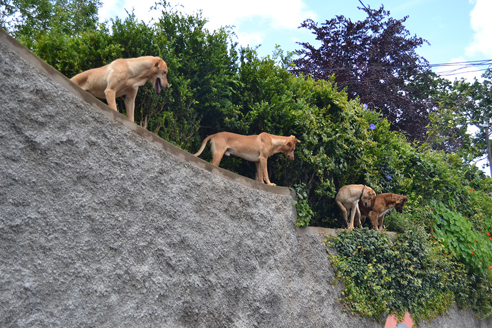 AMRAM dá início ao Programa de Esterilização de Animais Errantes